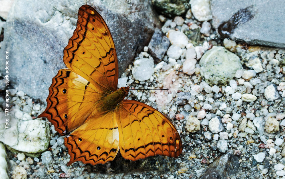Blick für das Detail – Schmetterling auf Steinen