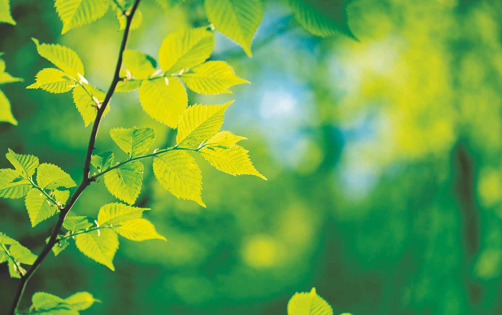 Сток растения. Зеленые картинки. Зеленое солнце. Весенние листья и цветы для здоровья. Leaf.